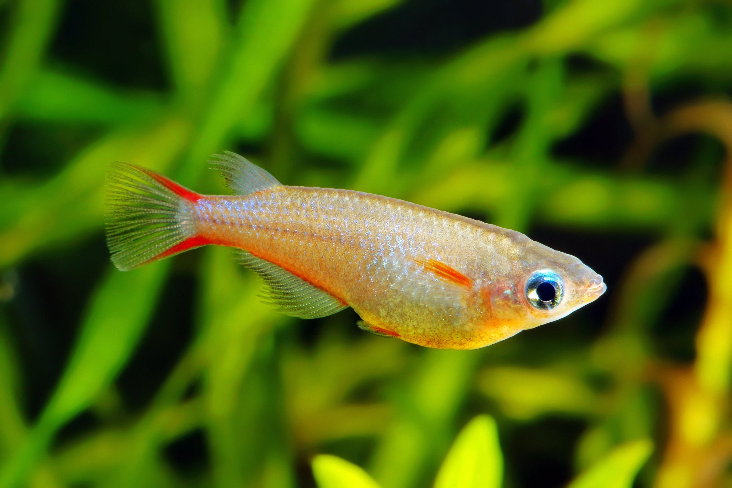 Rice Fish