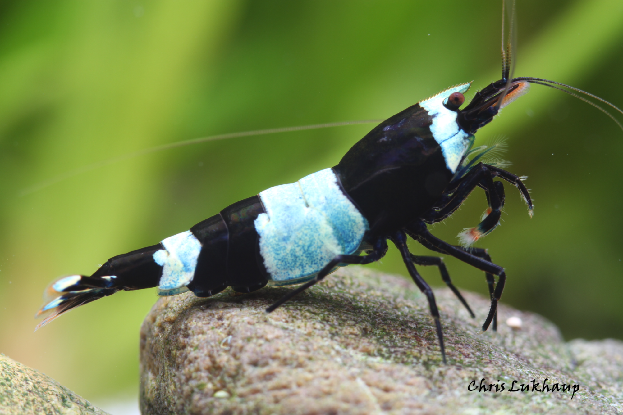 Explore Quality Shrimp for Your Aquarium | Cuboid Aquatics LLC