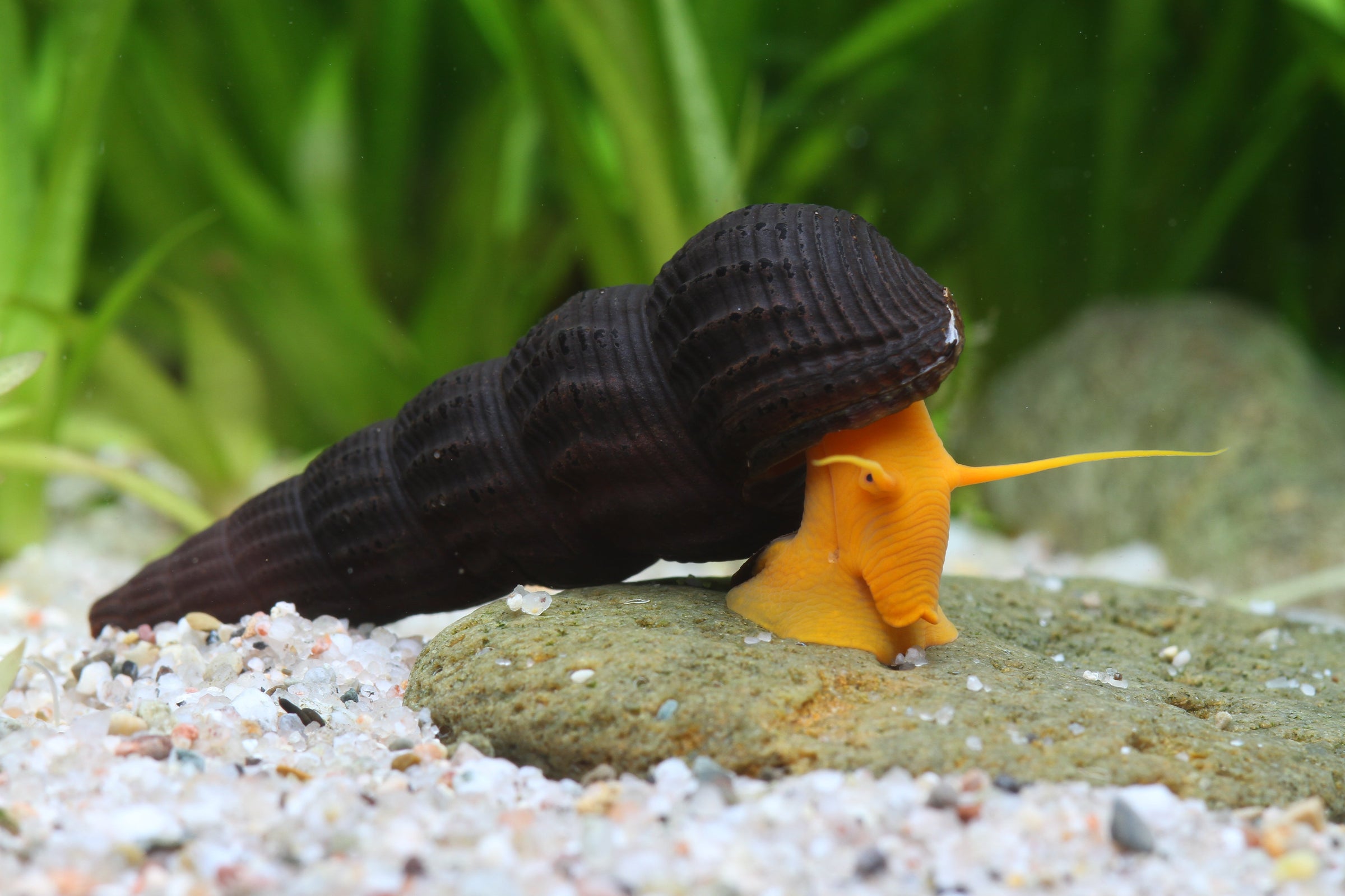 Snail