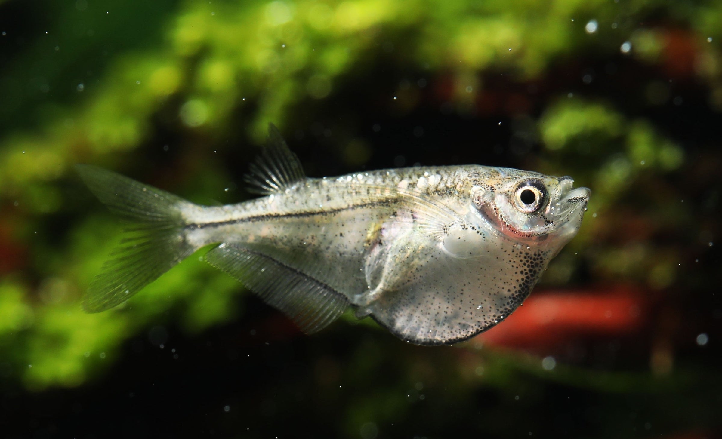 Hatchet Fish