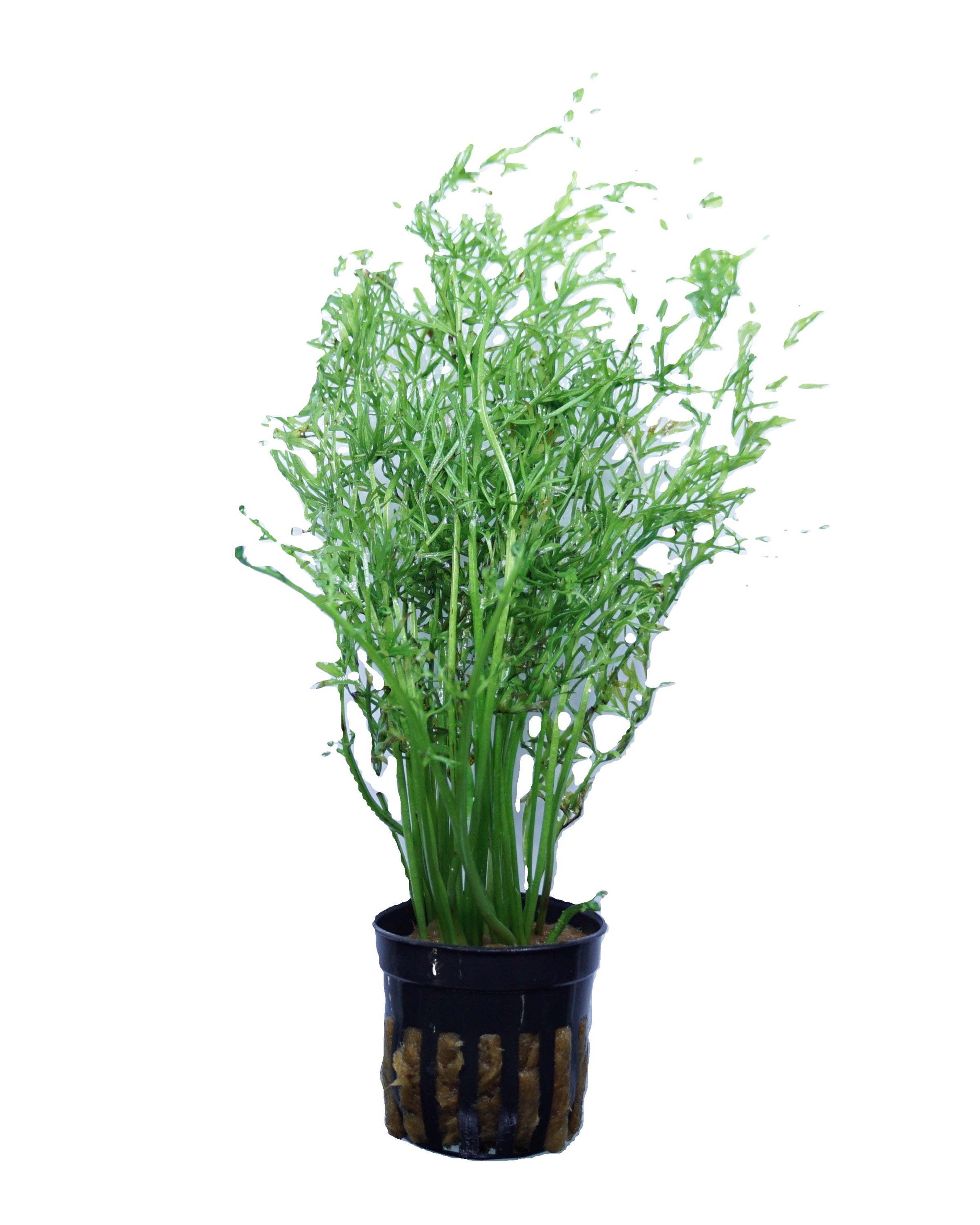 Plants stock>2