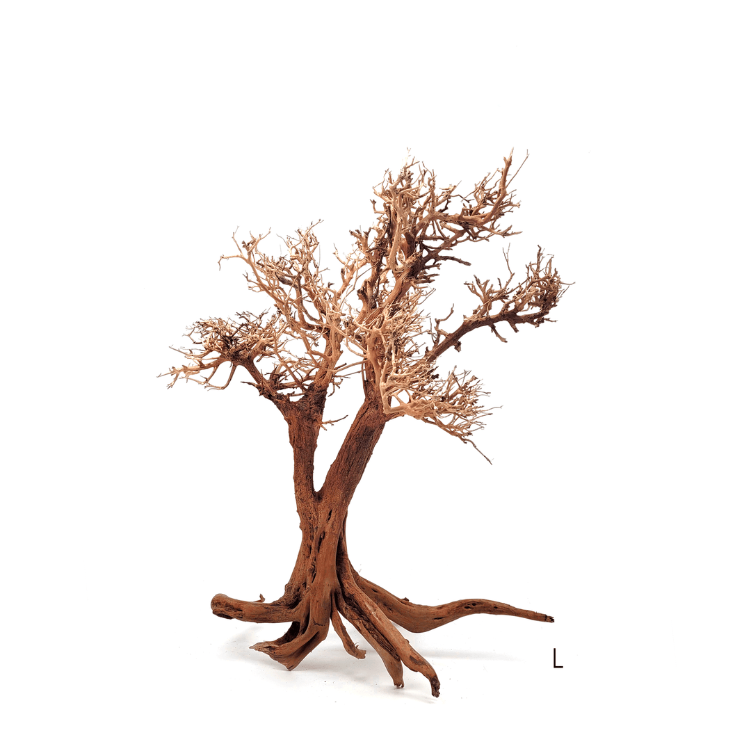 WIO Arboretum (Trees)