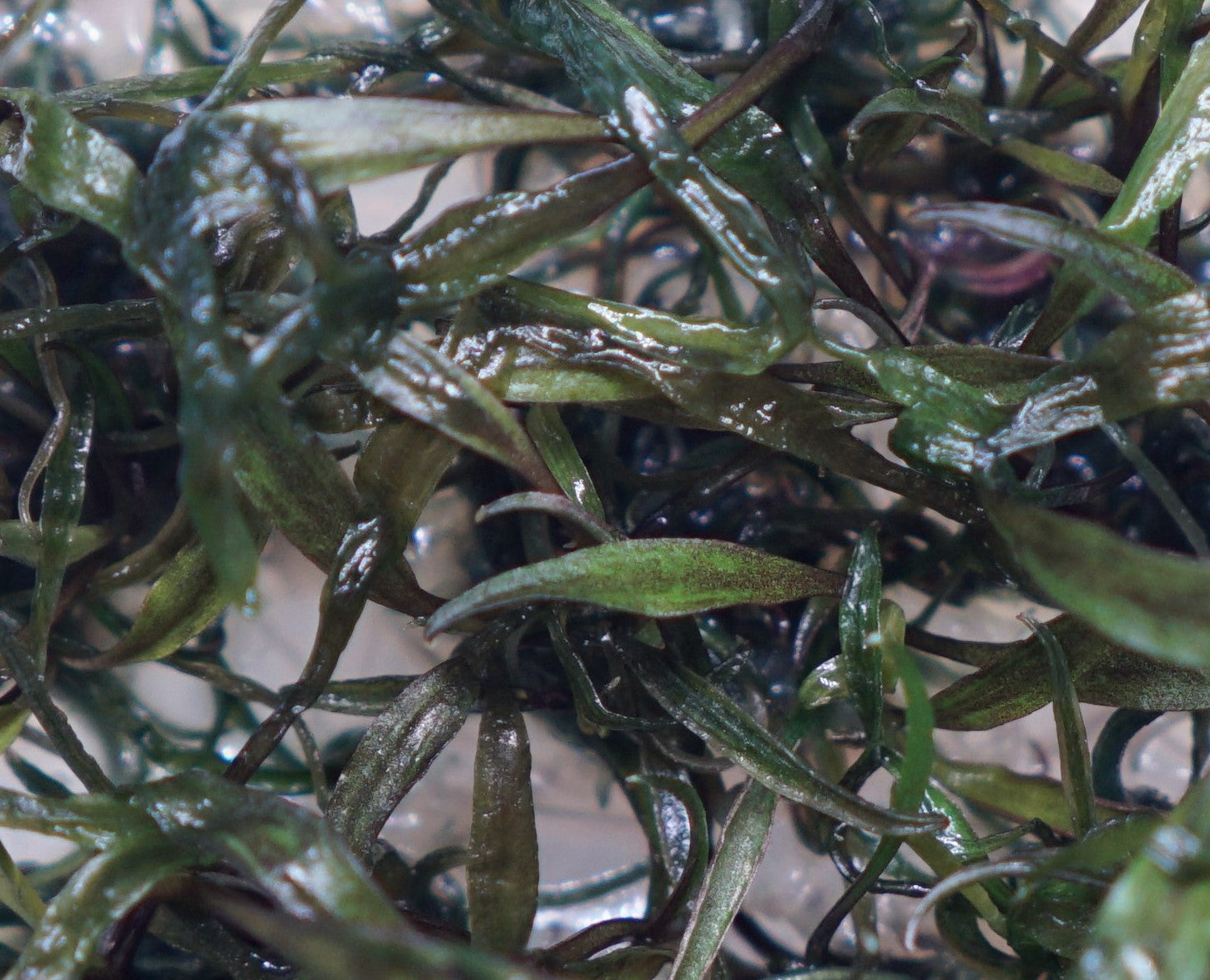 Cryptocoryne Nurii – Cuboid Aquatics LLC