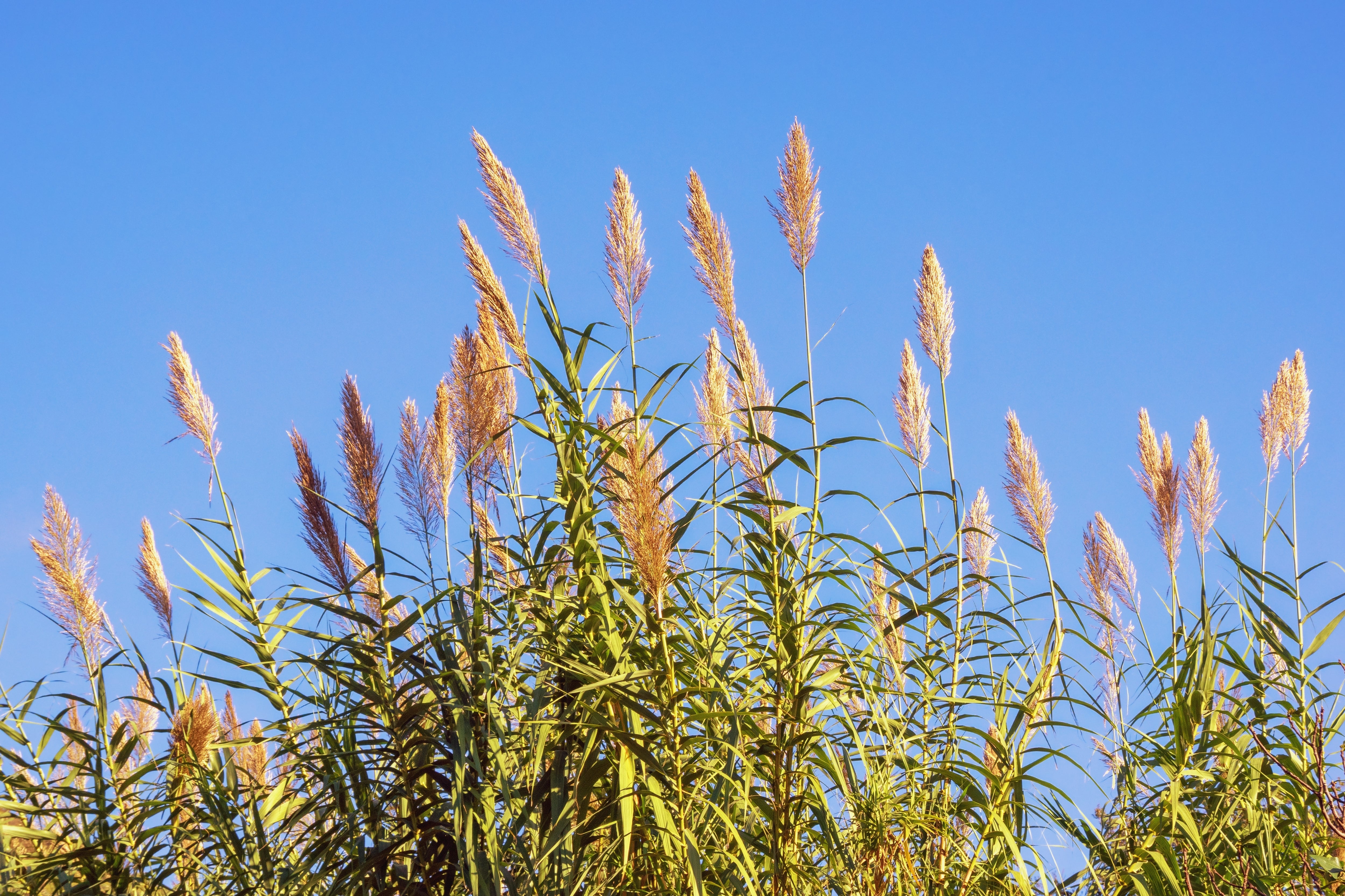 Giant Reed Grass Pond Plant