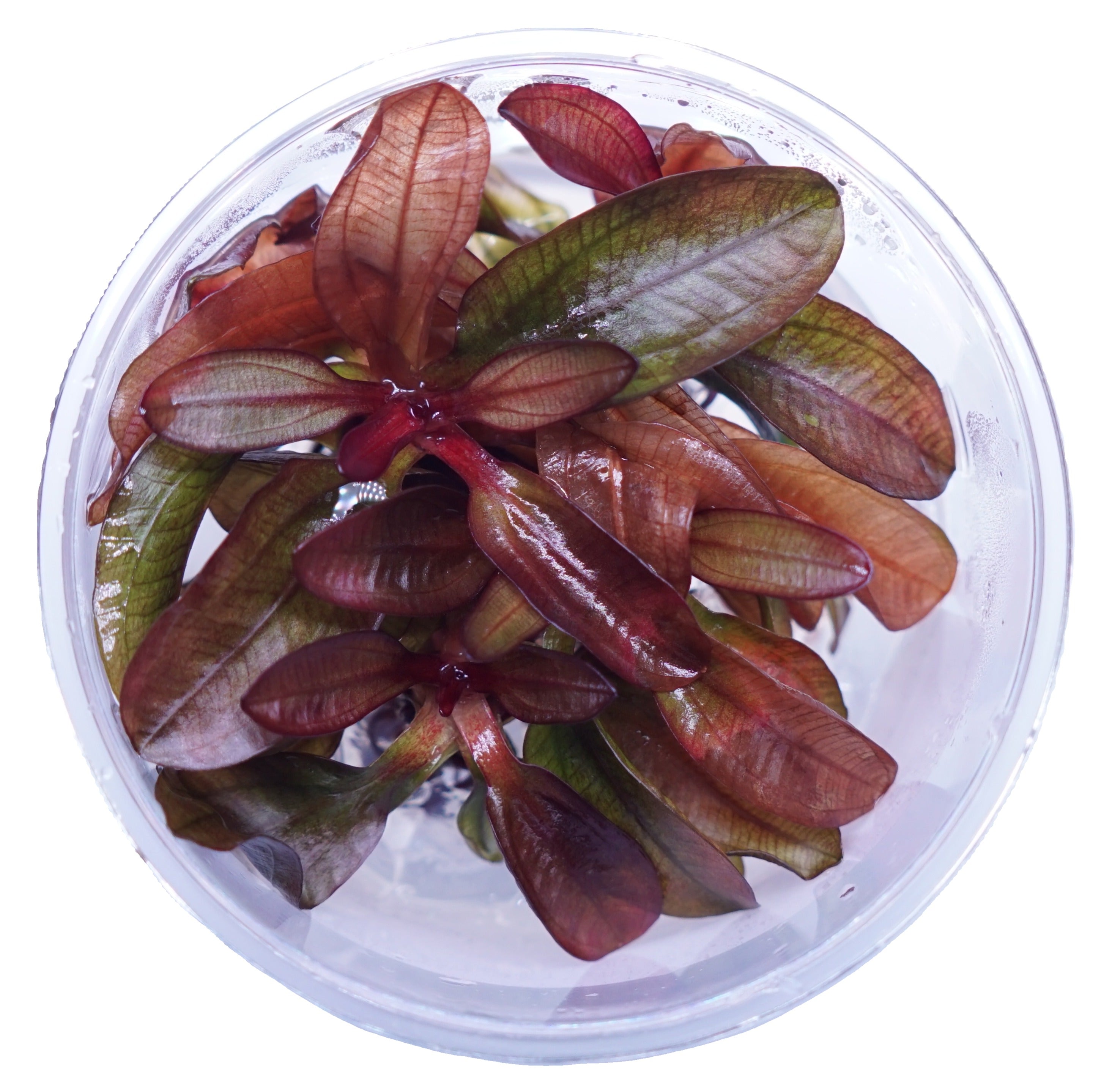 echinodorus aquarium plant Echinodorus Red Chameleon