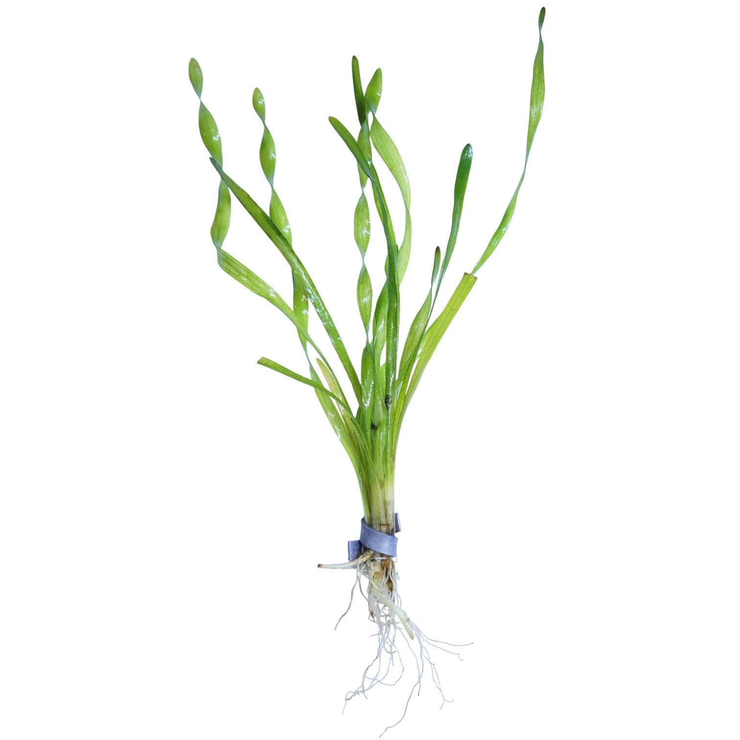 vallisneria plant Corkscrew Val / 'Vallisneria americana' Bunch by SRaquaristik
