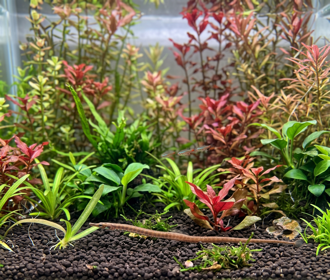 Why Aquarium Plants Melt (and Why It Doesn’t Mean They’re Dying)