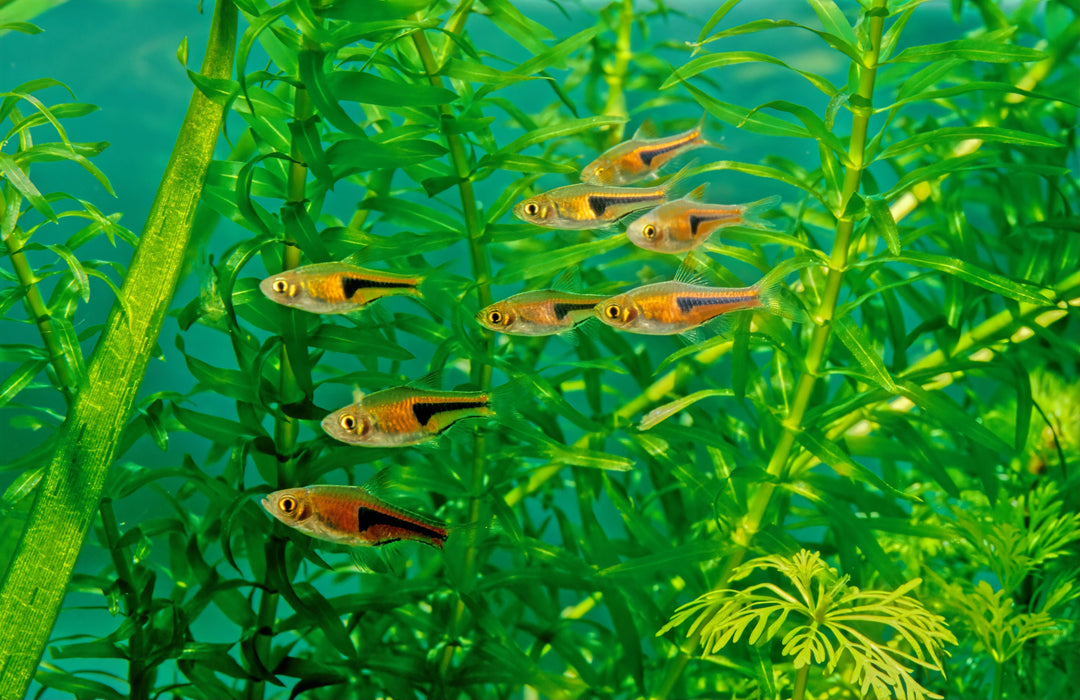 Bigger Schools, Better Color: Why Group Size Is the Most Underrated Factor in Nanofish Health