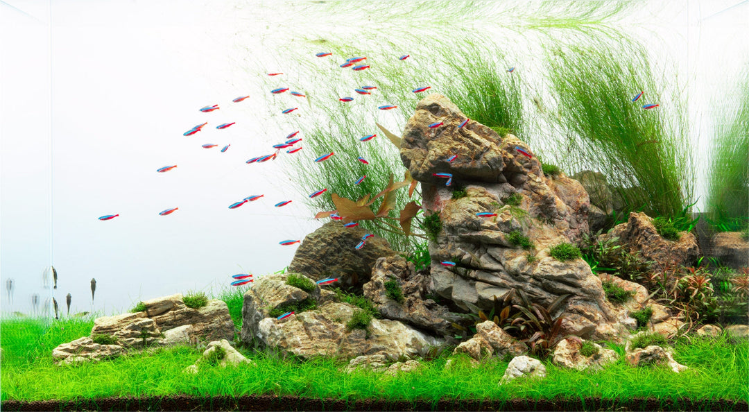How to Build Depth in an Aquascape: Getting Started Quick Guide