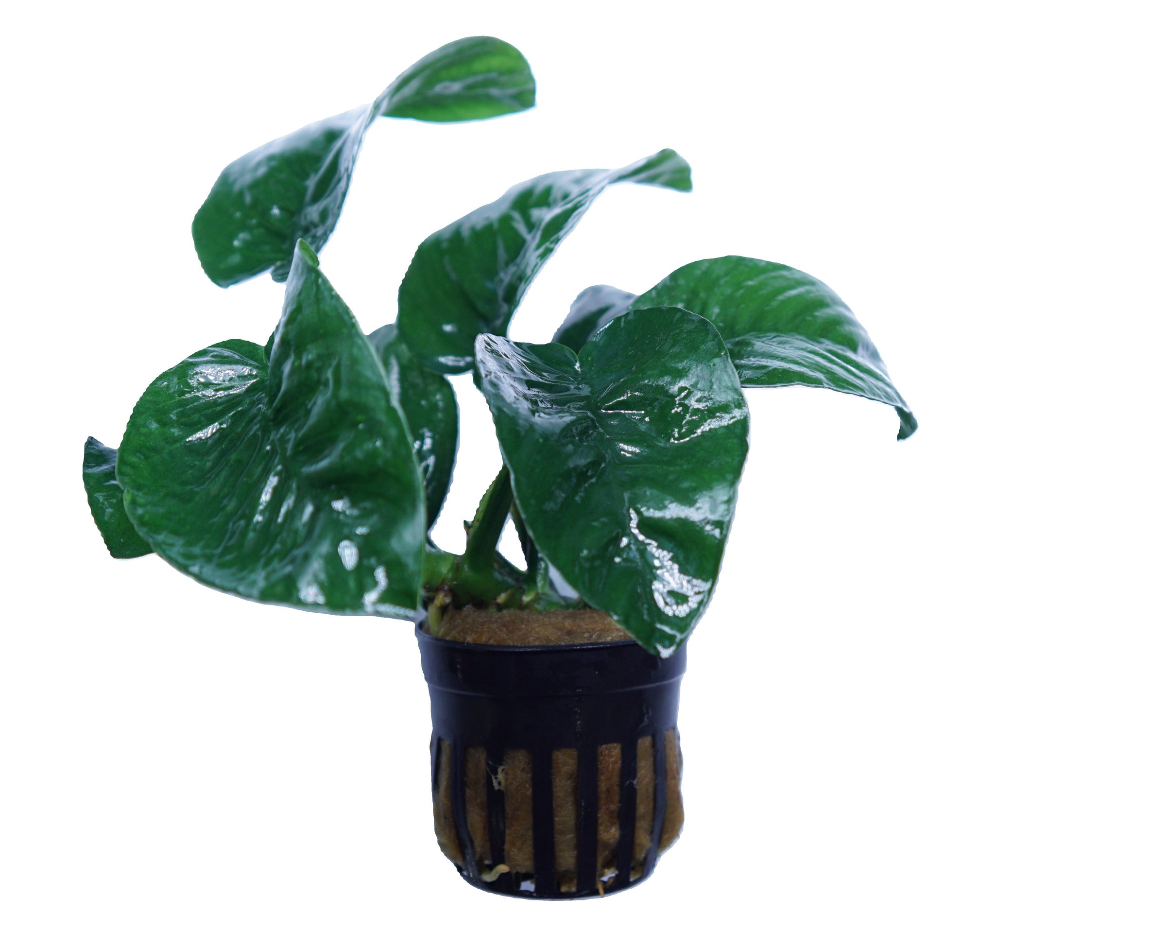 Anubias