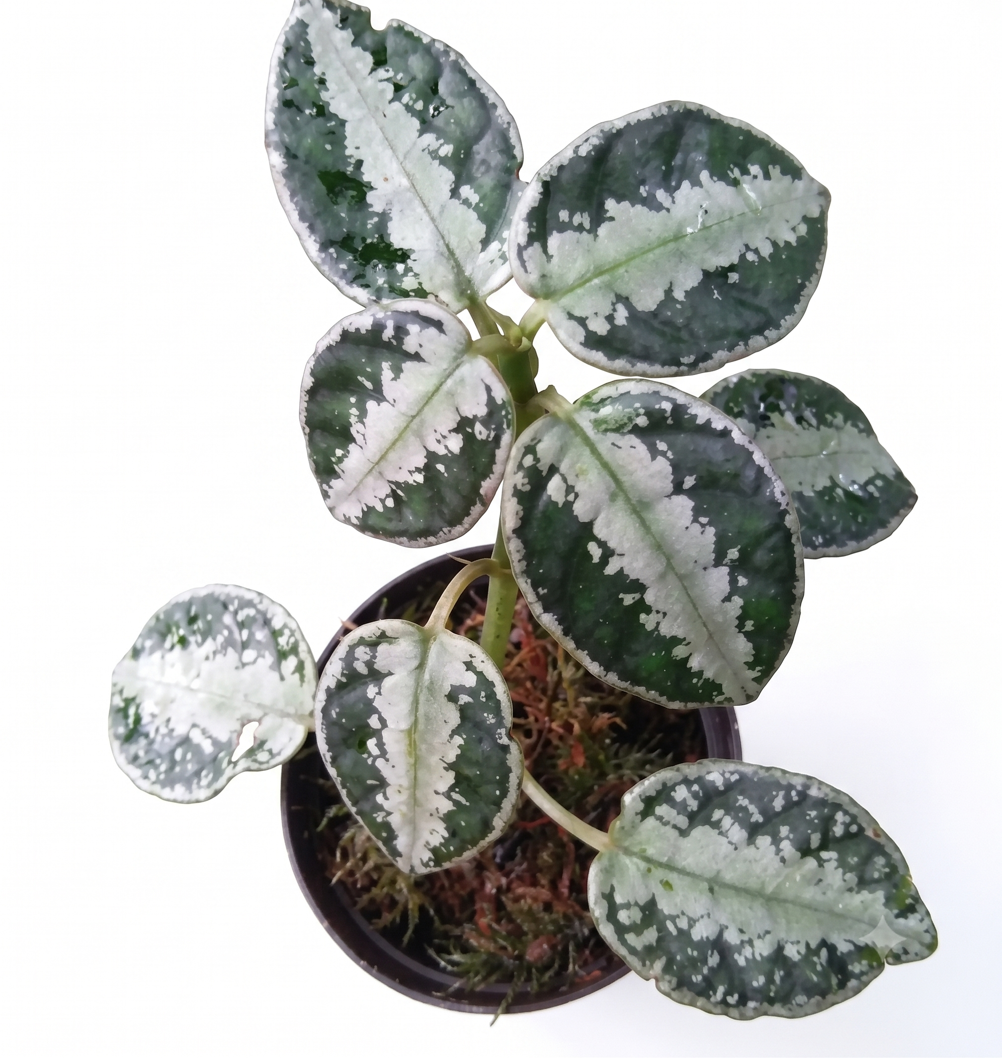 Argostemma