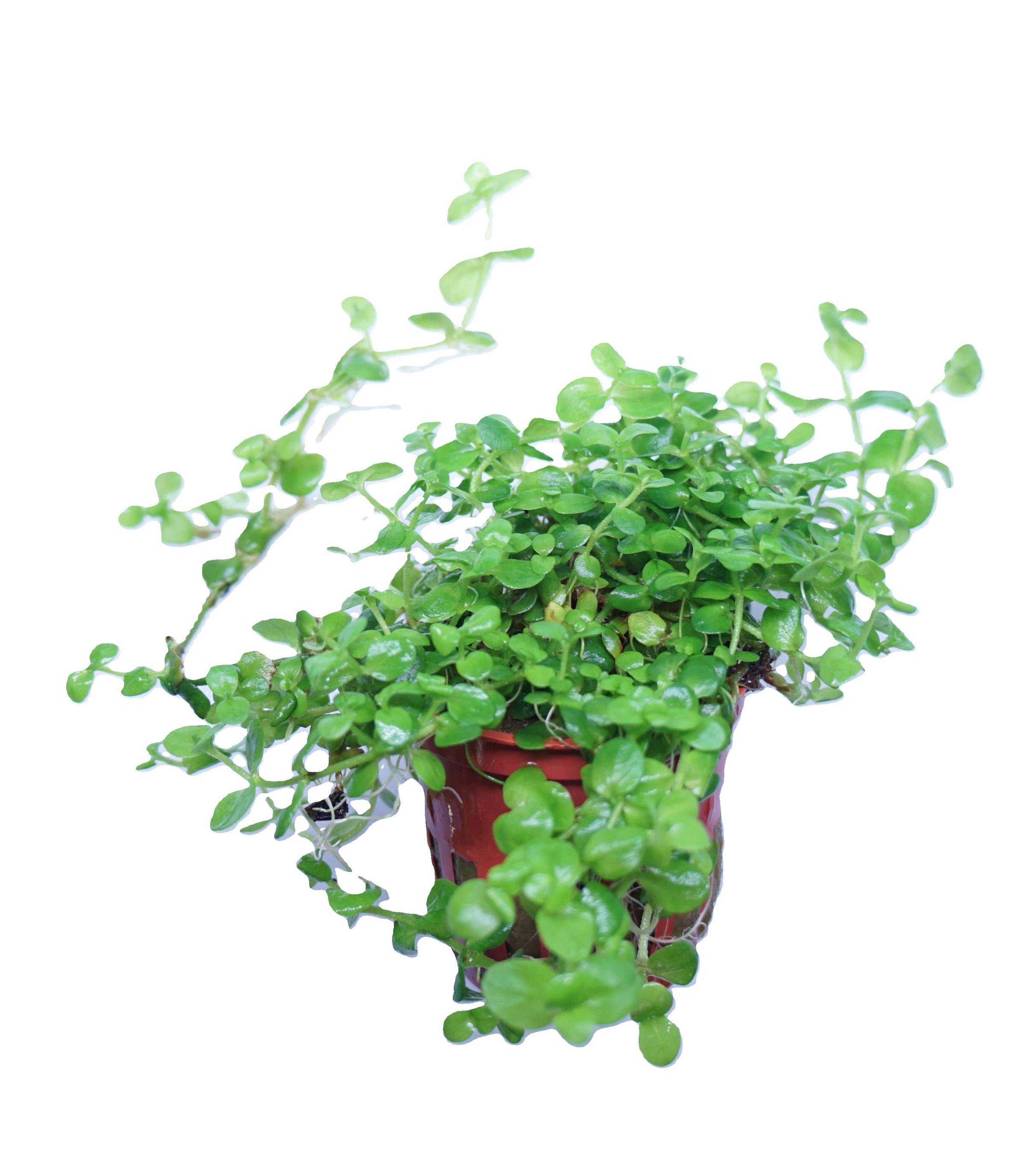 Bacopa