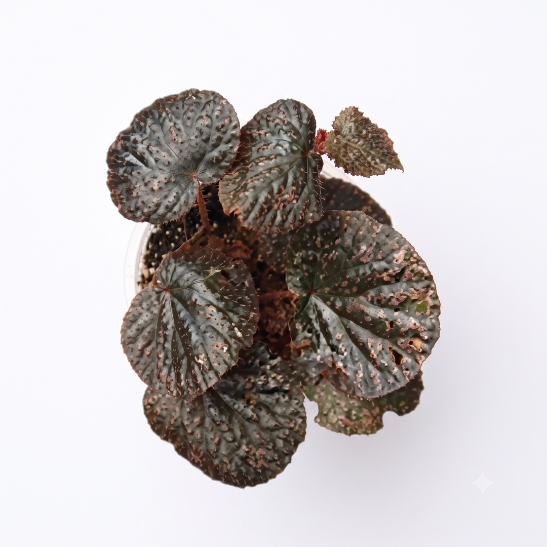 Begonia