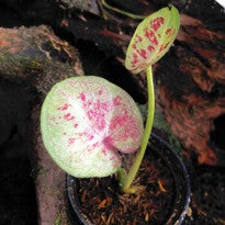 Caladium