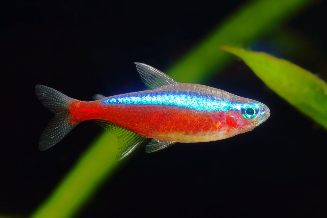 Fish – Cuboid Aquatics LLC