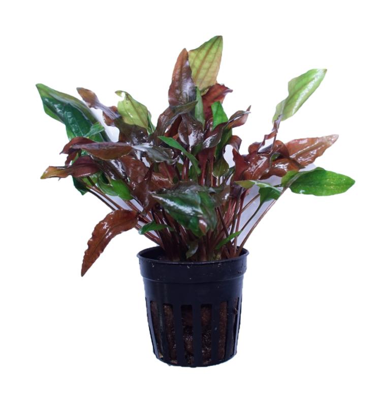 Cryptocoryne