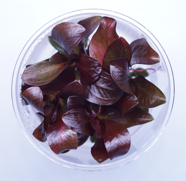 Tissue Culture