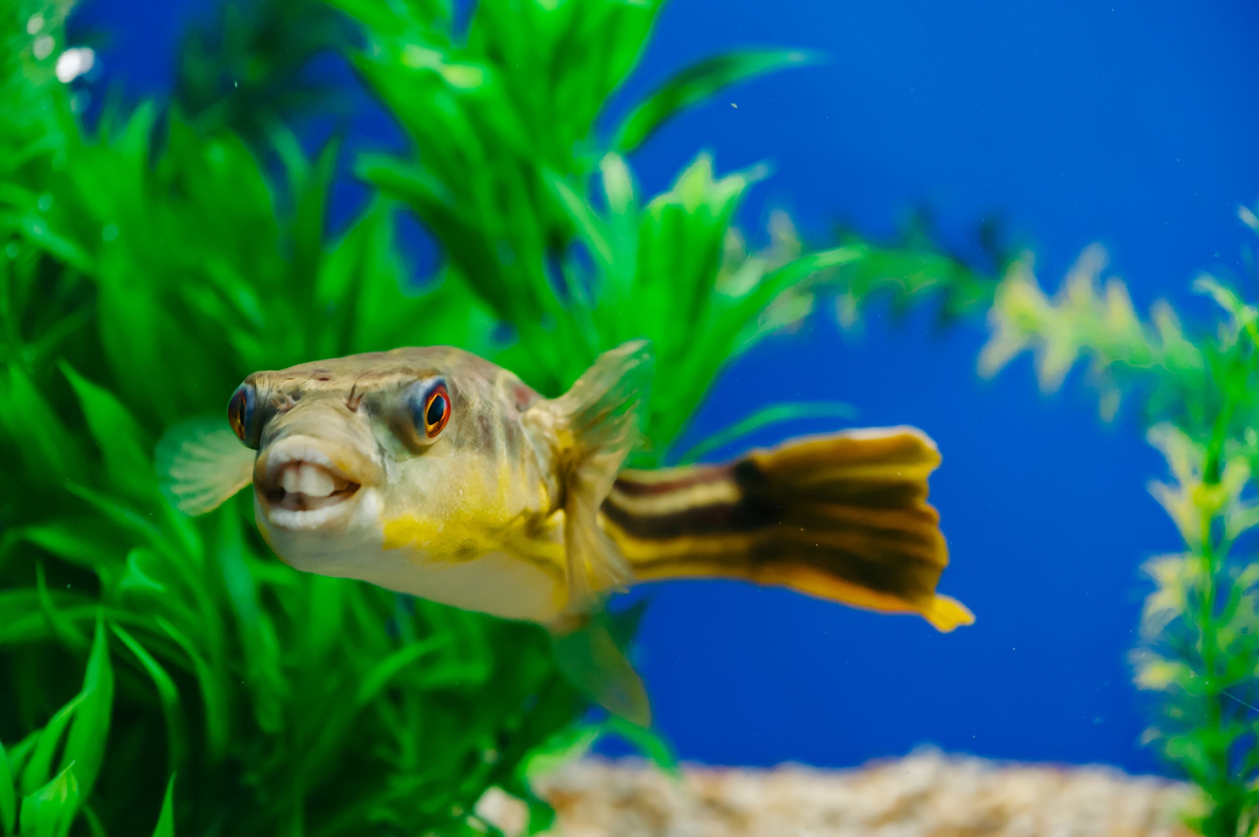 Puffer Fish – Cuboid Aquatics LLC