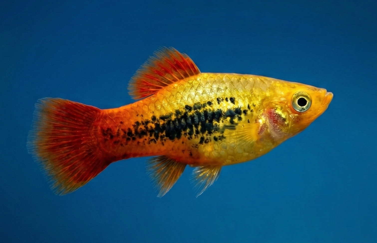 Platy