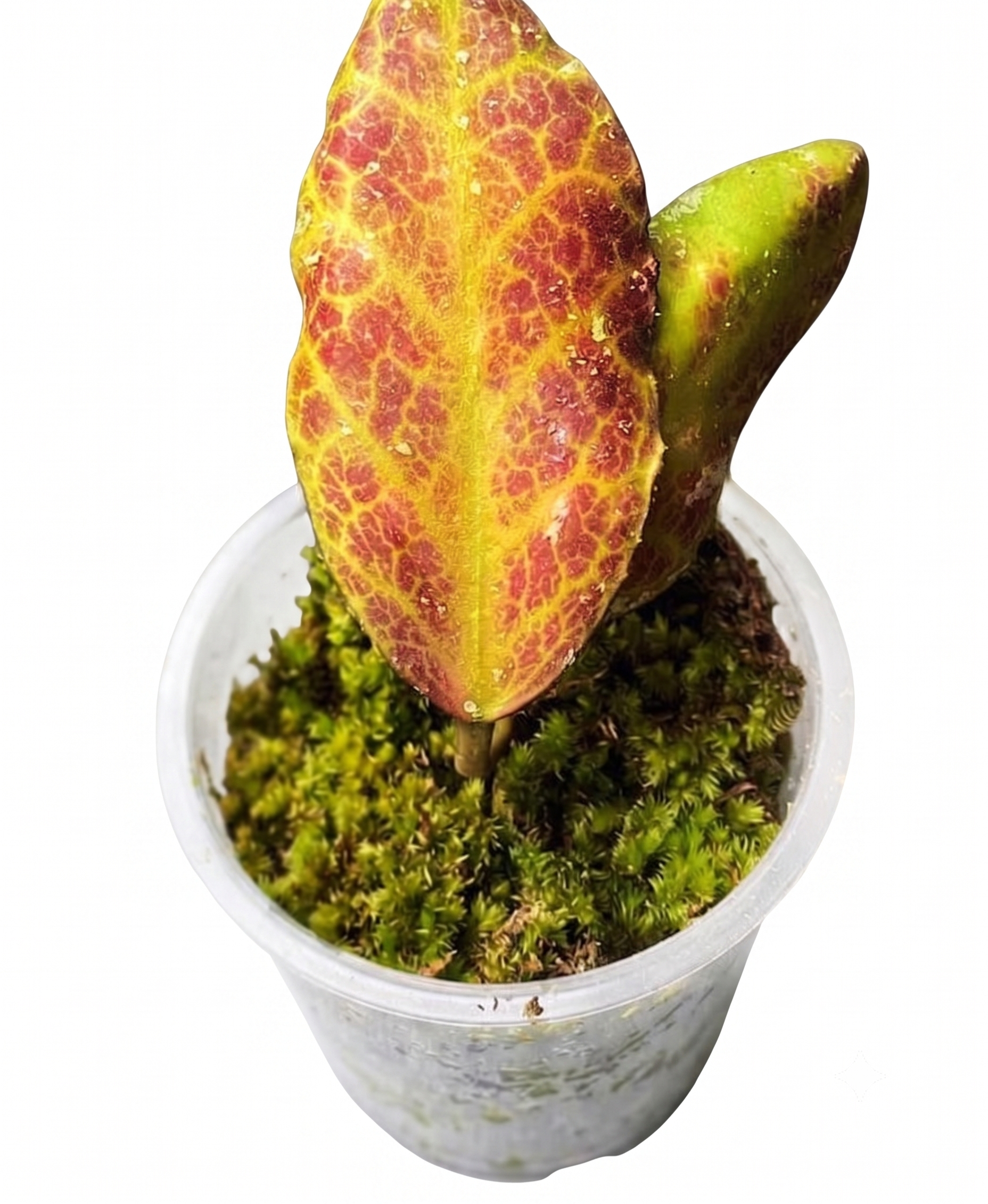 Hoya