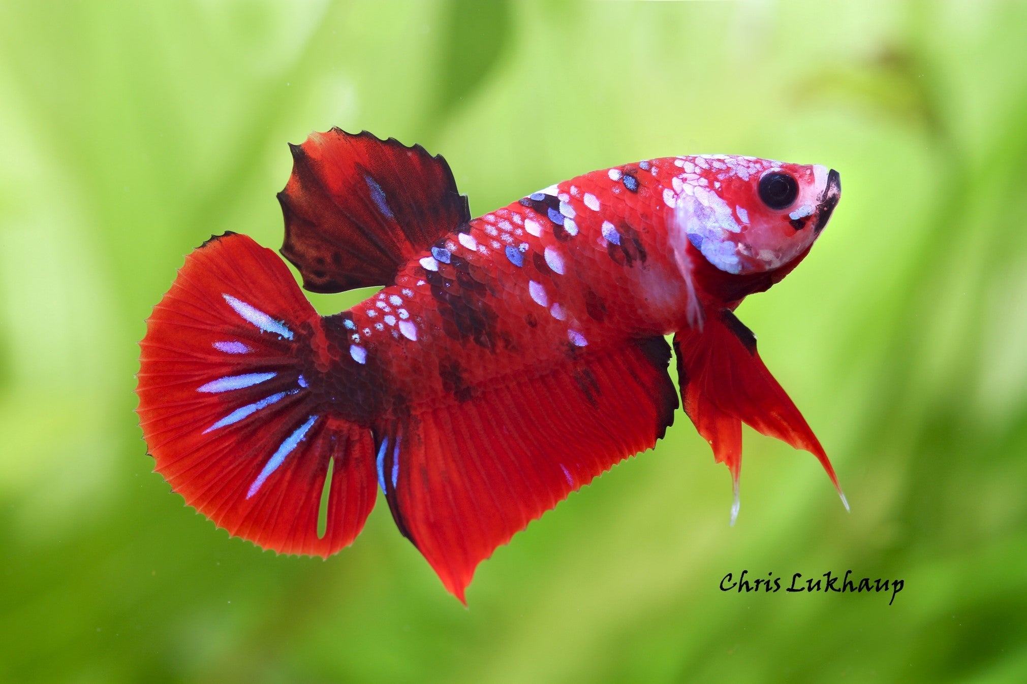 Male Betta Plakat