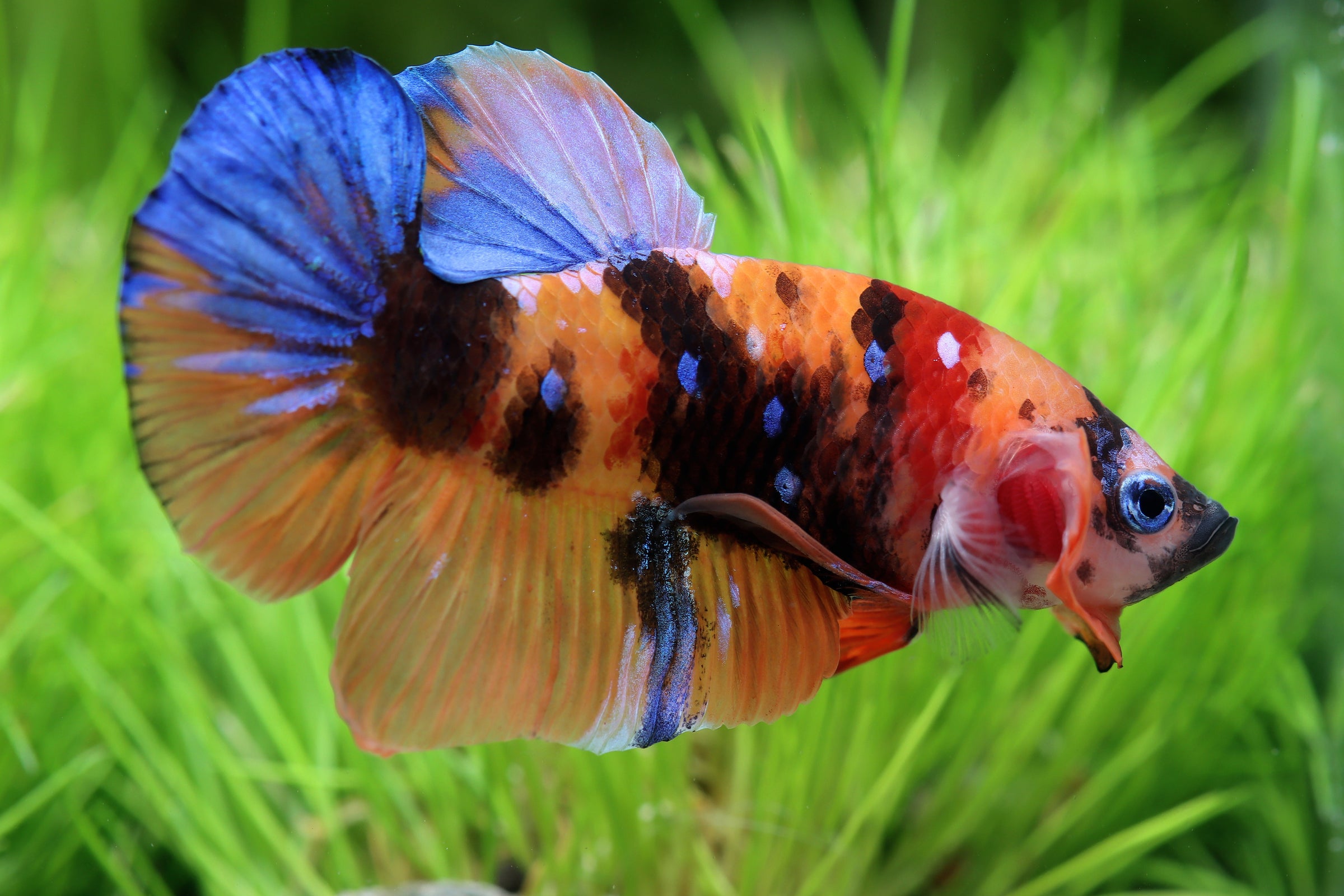 Male Betta In Stock