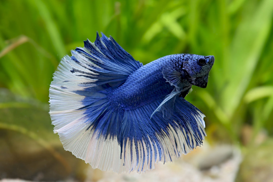 Betta with stock > 0