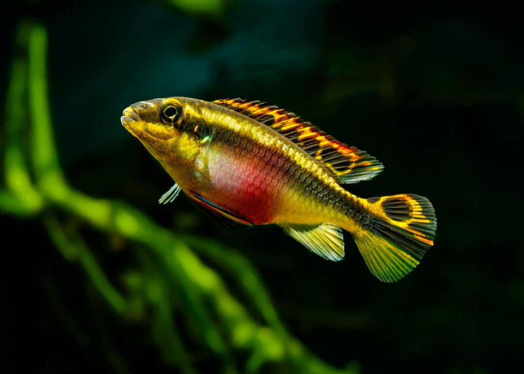 African Cichlid