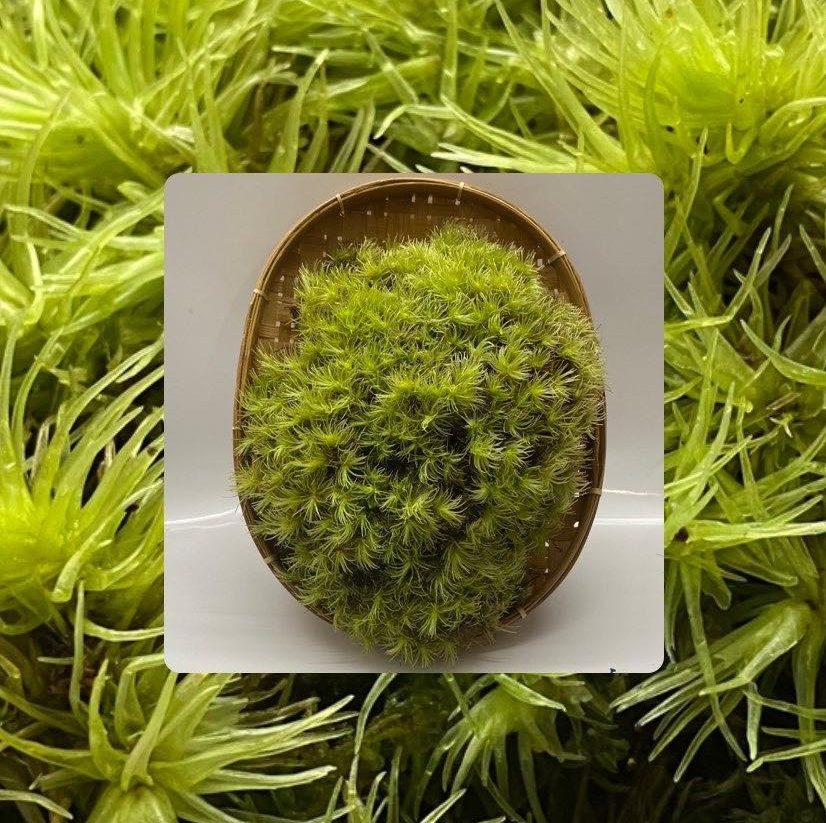 Mosses & Bryophytes