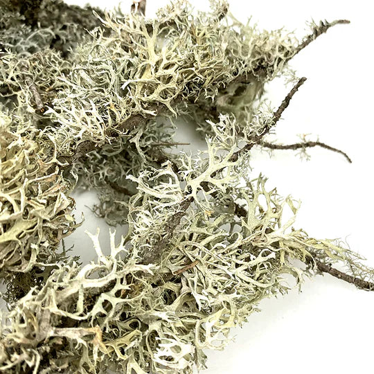 Lichen