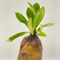 Ant Plants