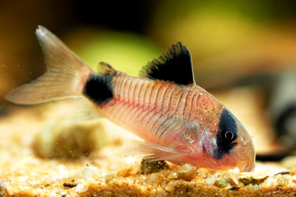 Corydoras