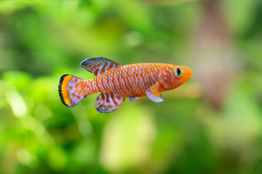 Fish – Cuboid Aquatics LLC