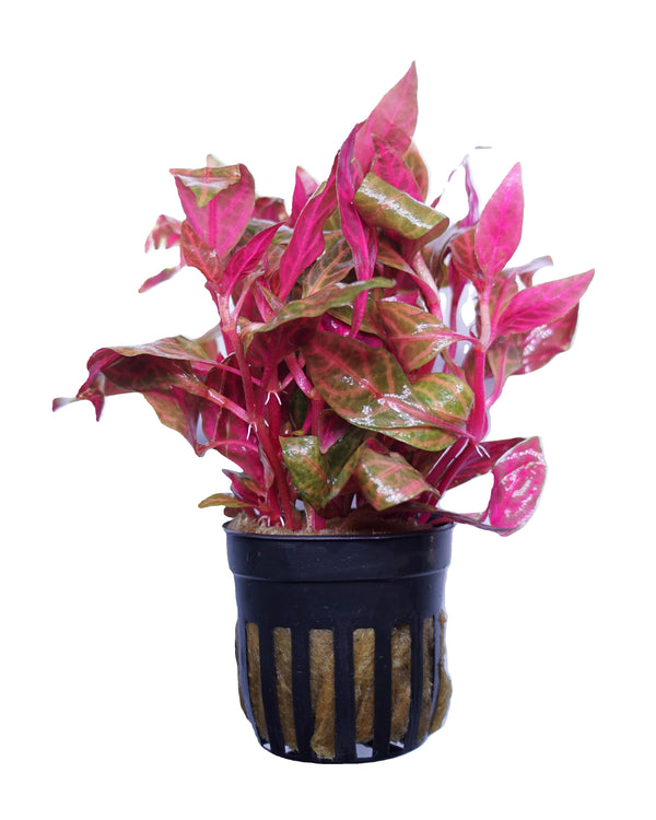 ALL Aquatic Plants