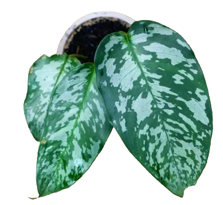 Schismatoglottis