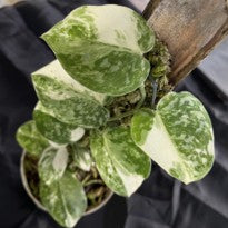 Scindapsus