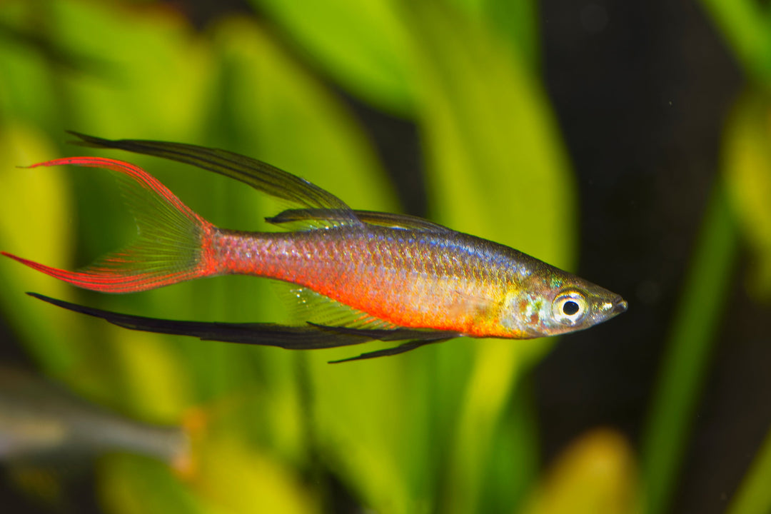 Fish – Cuboid Aquatics LLC