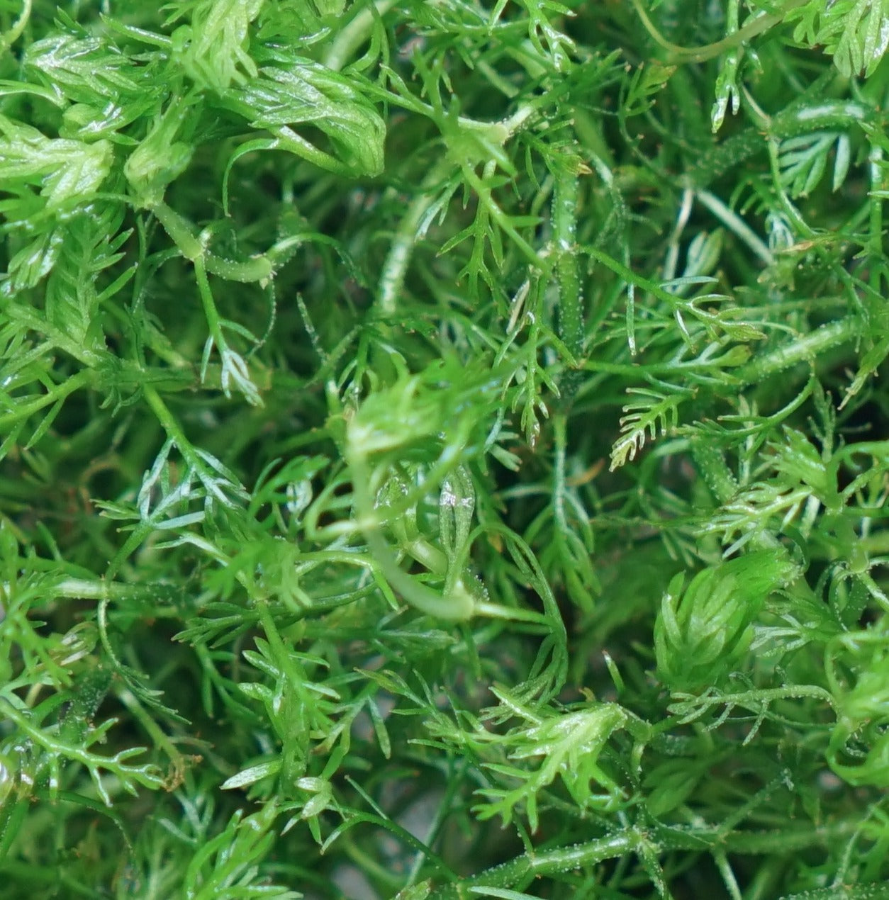 Myriophyllum