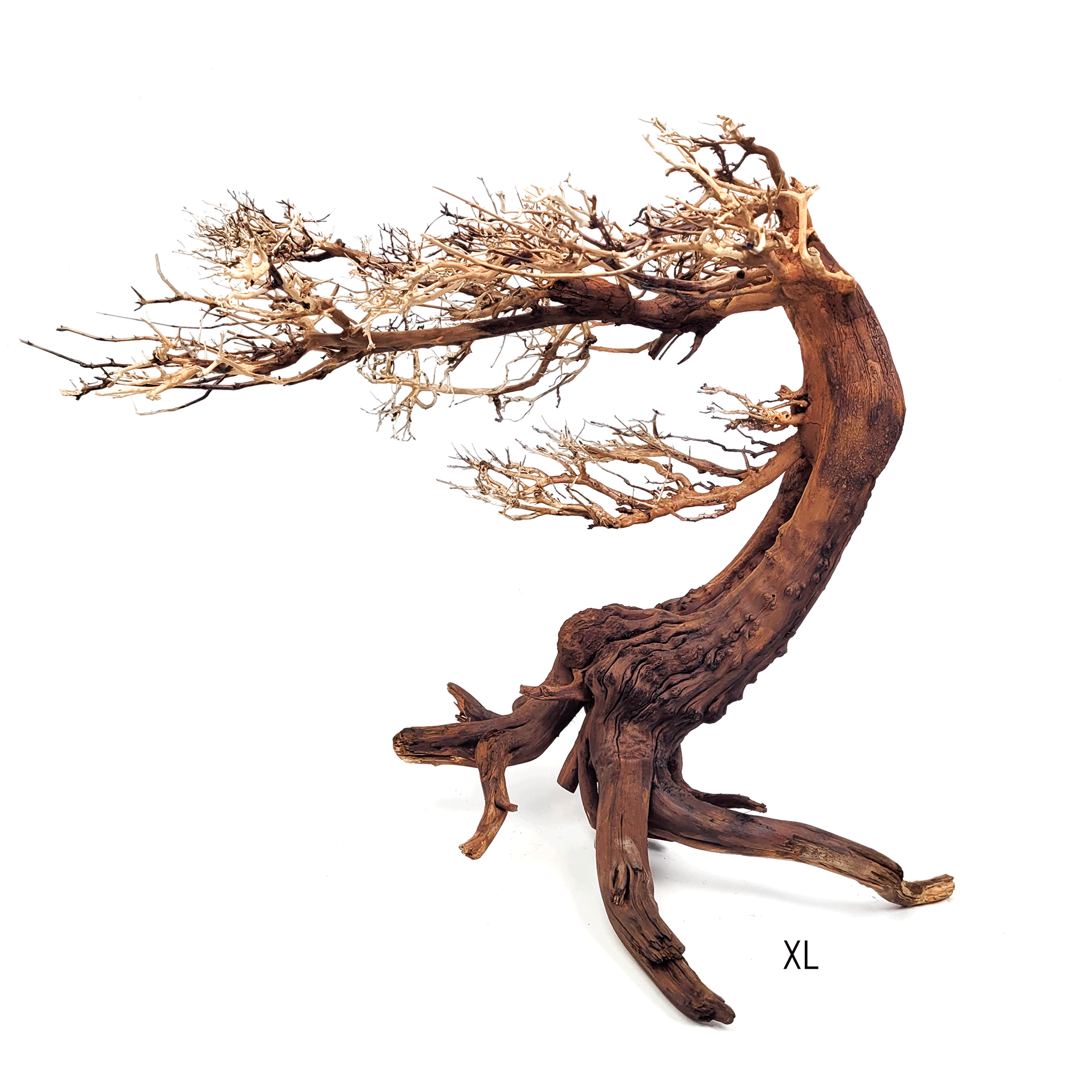 Bonsai