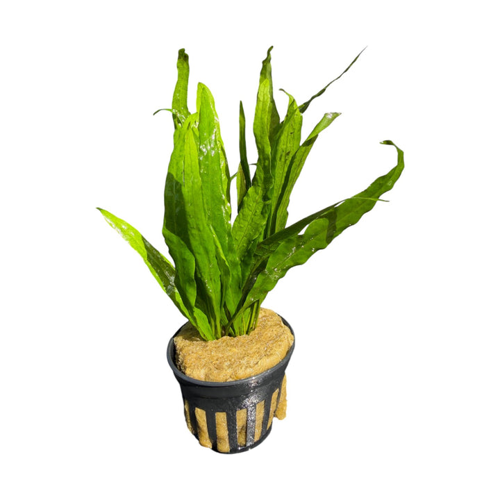 Java Fern Narrow