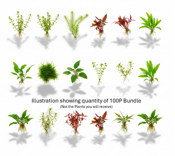 Cuboid Easy Plant Bundles