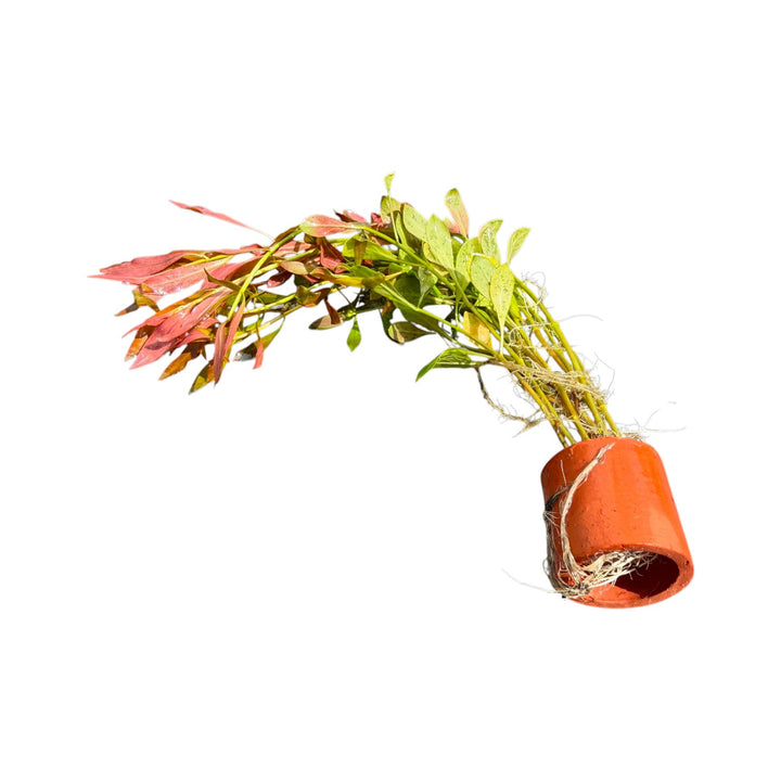 Ludwigia Repens