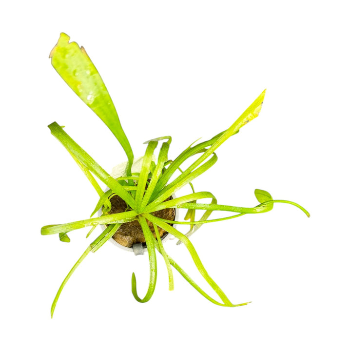 Dwarf Sagittaria Narrowleaf