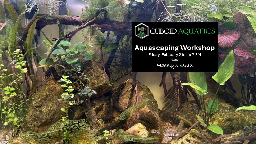 Couples Night Aquascaping WorkShop - Friday, Feb 21, 2025