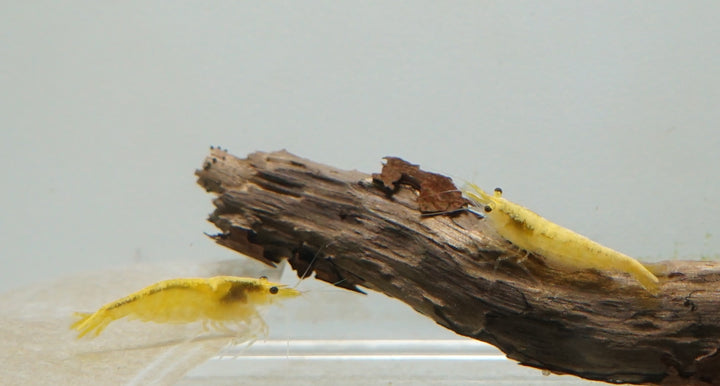 24k Yellow Neocaridina Shrimp