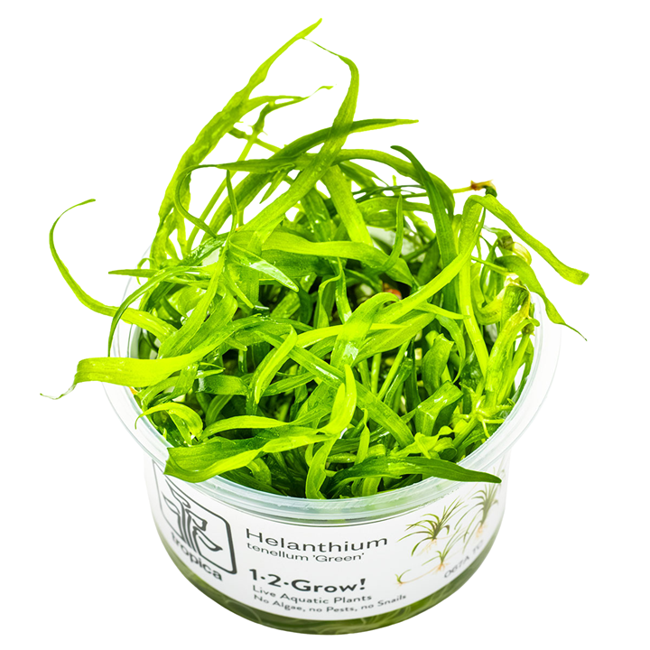 WaterScape dwarf chain sword plant, lush green aquatic plant with long, slender leaves ideal for freshwater aquariums.