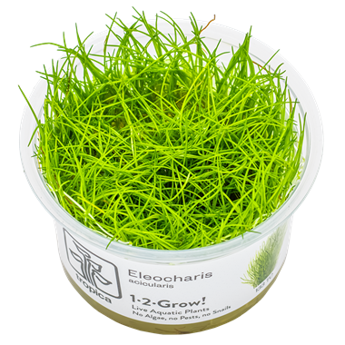 Dwarf Hairgrass (acicularis)