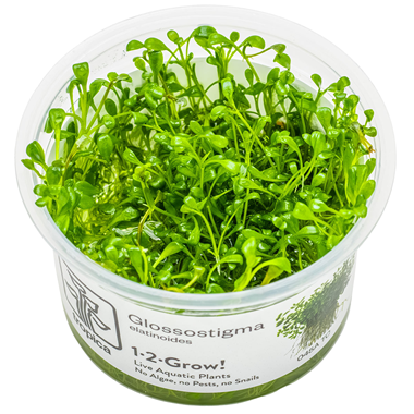 Healthy Glossostigma Elatinoides aquatic plant from Cuboid Nature Aquarium, lush green moss with dense, fine-leaved growth.