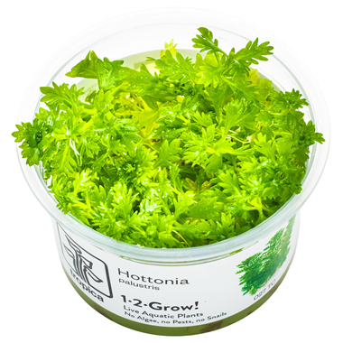 Hottonia palustris