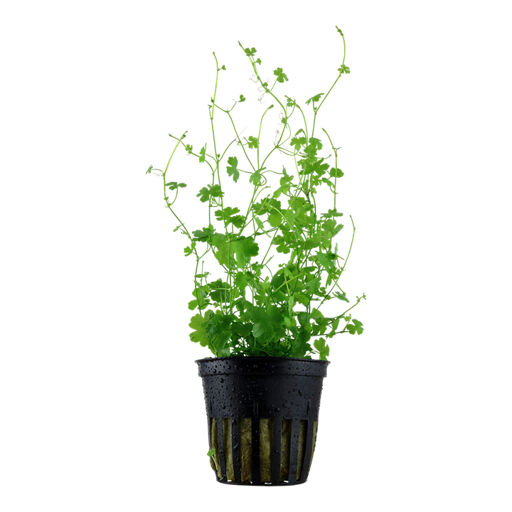 Healthy Hydrocotyle tripartita aquatic plant from Cuboid Nature Aquarium, vibrant green leaves, perfect for freshwater aquariums.